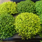 Rodinné šťastie (Soleirolia soleirolii) - výška 5-10 cm ⌀ 15-20 cm, kont. C1L